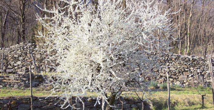 Prunus spinosa in fiore