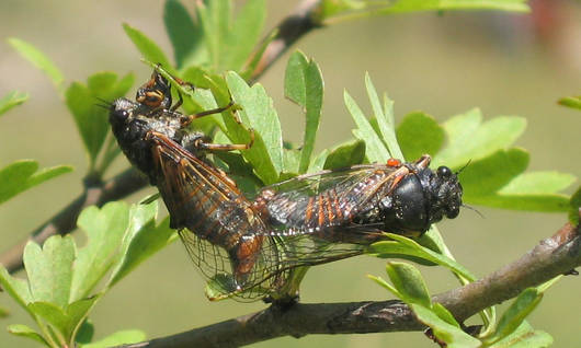 Accoppiamento di Cicadetta brevipennis